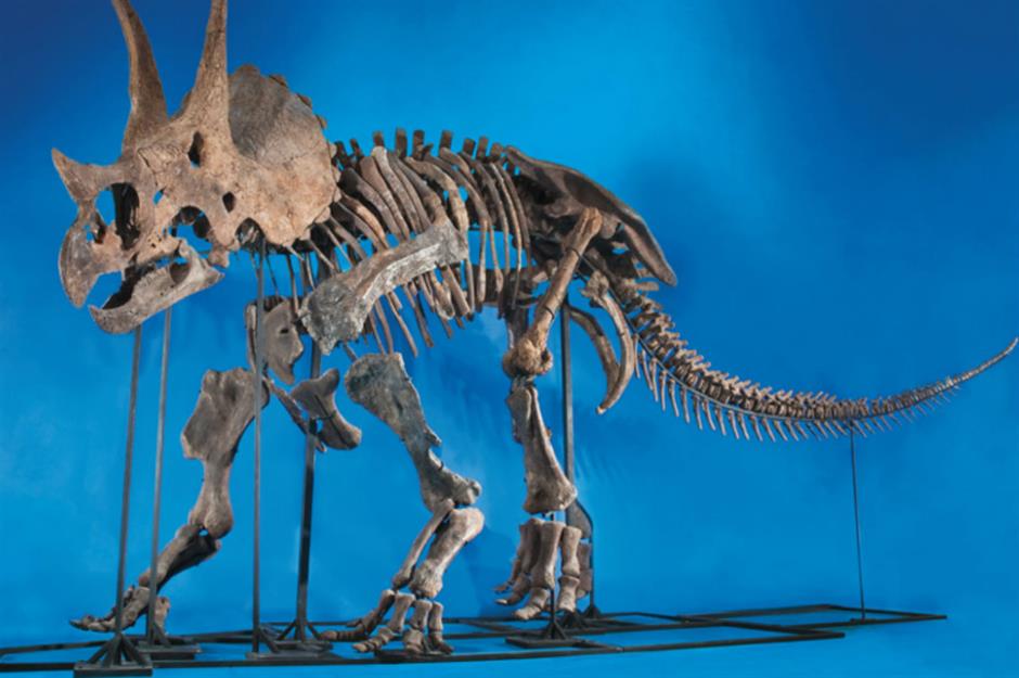 The Triceratops from South Dakota: $862,800 (£704.5k)